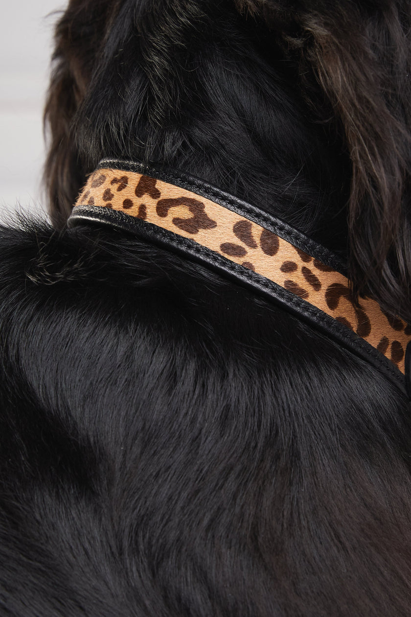 HC Classic Dog Collar (Black & Leopard Pony)