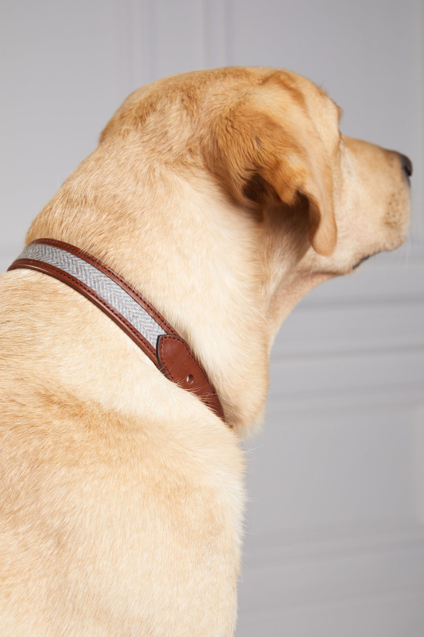 HC Classic Dog Collar (Chestnut & Tweed)