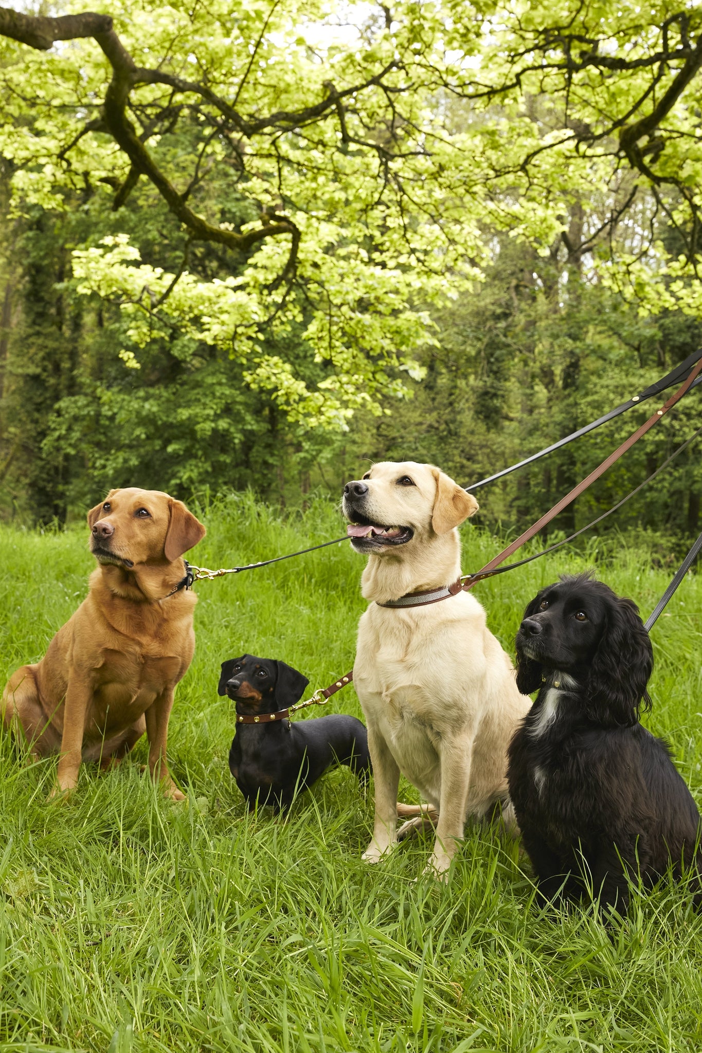 Classic Dog Lead (Chestnut)